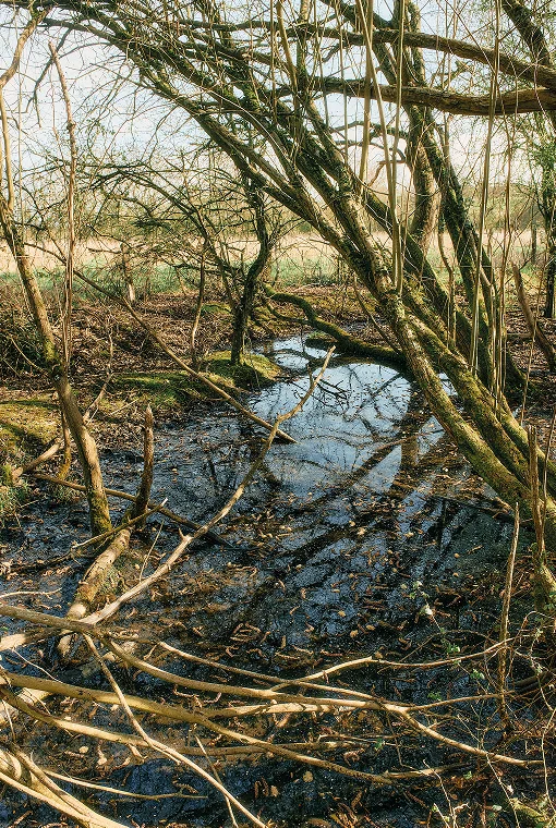 Moorwasser